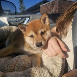 Archie - Red male Shiba Inu puppy in Carpentersville, Illinois from Veronika's Shiba Inus