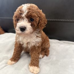 Girl 2 - Apricot female Cavapoo puppy in Knoxville, Tennessee from Shannan's Cavapoos