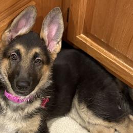 Nikki - Black and tan female German Shepherd puppy in Brewster, New York from Debra Grieco German Shepherds