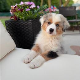 Benedict - Blue merle male Australian Shepherd puppy in Croswell, Michigan from Platinum Edition Australian Shepherds