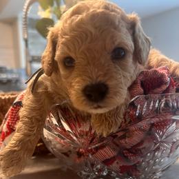 Elliott Lt. blue - male Cavapoochon puppy in Fairmont, West Virginia from Robin Nelson