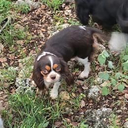 Georgia - Cavalier King Charles Spaniel