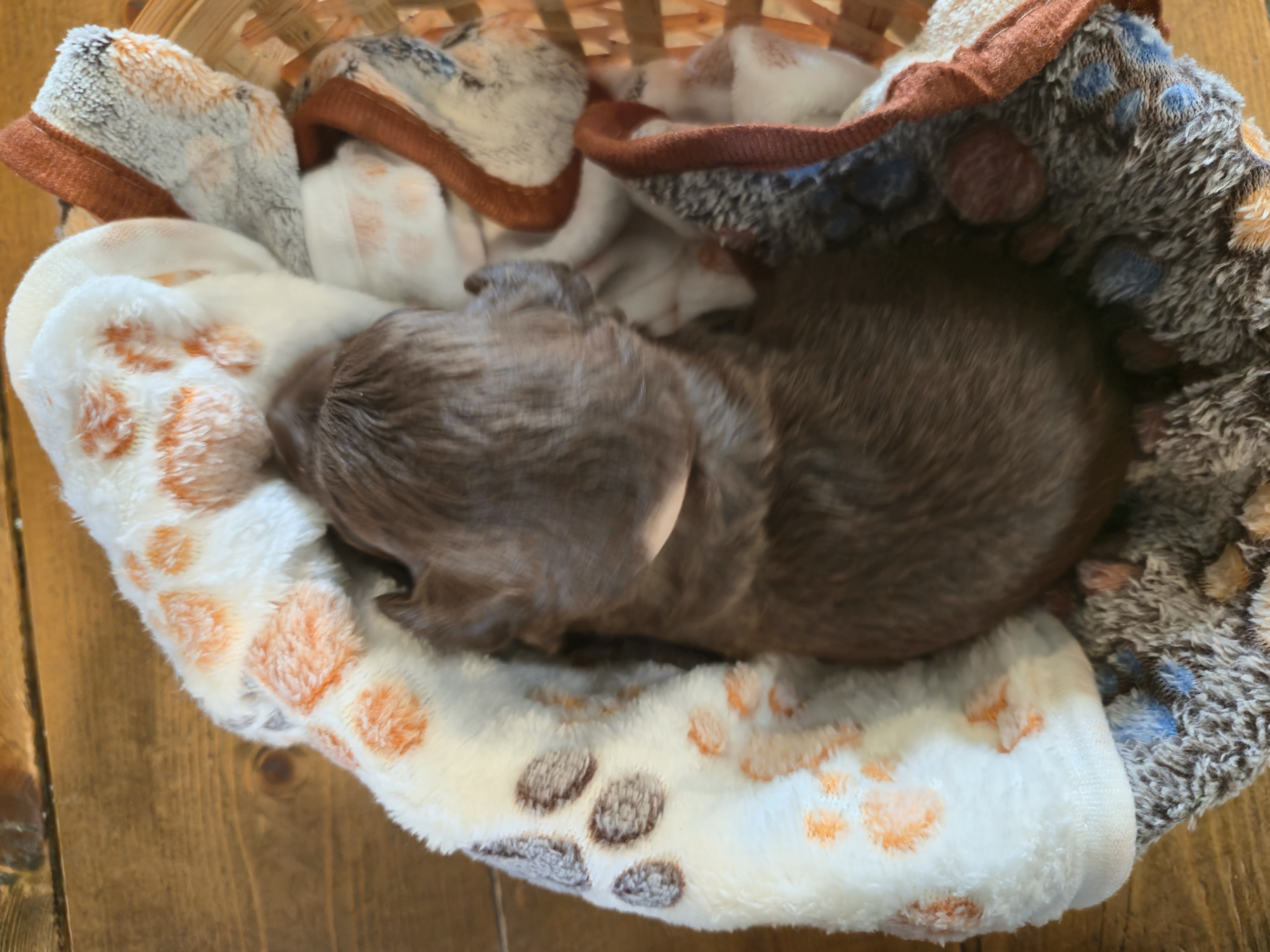Whoodle Puppies from White's Whoodles