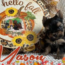 Yorkshire Terrier Puppies from Majestic Mountain Yorkies