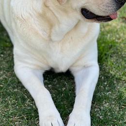 Labrador Retrievers from Moss Ridge Labradors