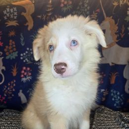 Matthew - Sable merle male Border Collie puppy in Fenton, Michigan from Darrowby Border Collies