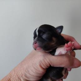 Pedro - Black and white male Chihuahua puppy in Brook Park, Minnesota from Northstar Chihuahuas