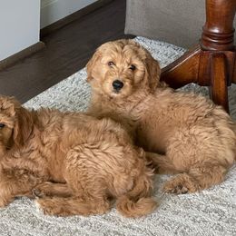 Goldendoodles from Barn House Doodles