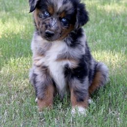 Steel - Blue merle Miniature Australian Shepherd puppy in Paris, Texas from Kuttin’ Up Mini Aussies