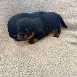 Remo - Black and mahogany male Rottweiler puppy in Parker, Colorado from Denver Rottweilers
