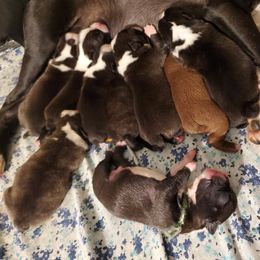 Boston Terrier Puppies from The Christian Bostons