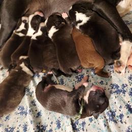Boston Terrier Puppies from The Christian Bostons