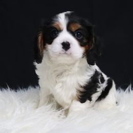 Cavalier King Charles Spaniel Puppies from Christina’s Cavaliers