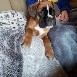 Boxer Puppies from SmashBox Kennel