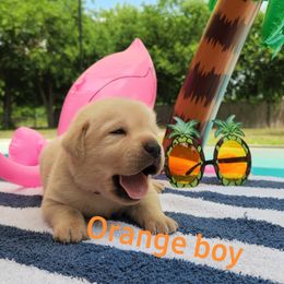 Labrador Retriever Puppies from Texas Finest English Labradors