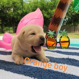 Labrador Retriever Puppies from Texas Finest English Labradors