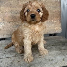 Cavapoo Puppies from Wednesday & Co