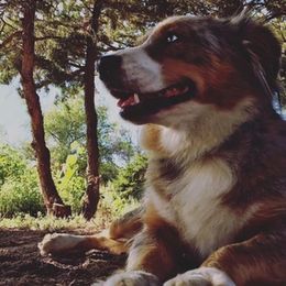 Australian Shepherd All Grown Up from RocksStars’ Aussies