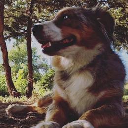 Australian Shepherd All Grown Up from RocksStars’ Aussies
