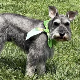 Miniature Schnauzers from Daniel Morlan