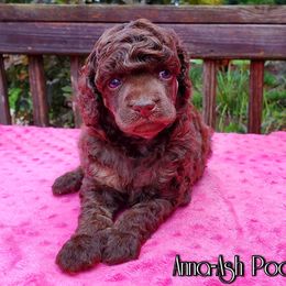 Poodle Puppies from Anna-Ash Poodles