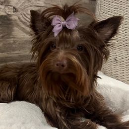 Zara - Yorkshire Terrier
