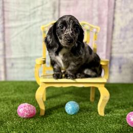 Fleur - Dapple female Dachshund puppy in Westport, Kentucky from Lonestar Creek Farm