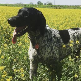 German Shorthaired Pointers from Field and Forest