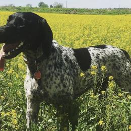 German Shorthaired Pointers from Field and Forest