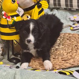 Phoenix - Black & white male Miniature Australian Shepherd puppy in California from Eagle River Aussies