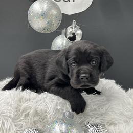 Purple - Black male Labrador Retriever puppy in Heath Springs, South Carolina from Rich Hill Retrievers