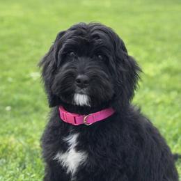Joy - Black and chalk female Australian Labradoodle puppy in Matthews, North Carolina from Weddington Labradoodles