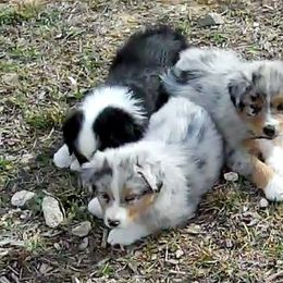 Australian Shepherd Puppies from Madalay Aussies