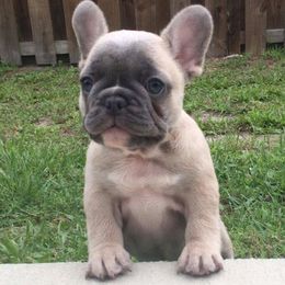 French Bulldog Puppies from Hello Frenchies
