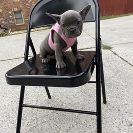 French Bulldog Puppies from Legacy Kennel Club