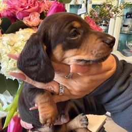 Frankie the chocolate and cream - Dapple male Dachshund puppy in El Cajon, California from Lisa Buxton