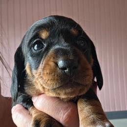TOE - Black and tan male Dachshund puppy in El Paso, Texas from Mells Weenies