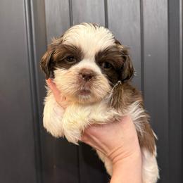 Romeo - Liver and white male Shih Tzu puppy in Stroud, Oklahoma from Laik’s Little Shihtz & Poms