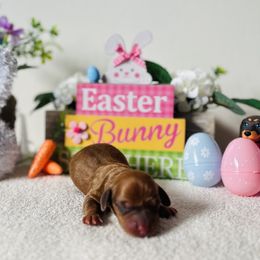 Dachshunds from Aj's Doxies