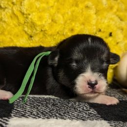 Green Female - Black and tan female Pembroke Welsh Corgi puppy in Mcarthur, Ohio from Bentley Corgis LLC