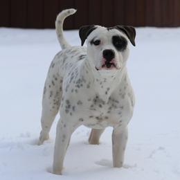 Boo - American Bulldog