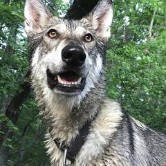 Tamaskans from Raven’s Wood Tamaskans