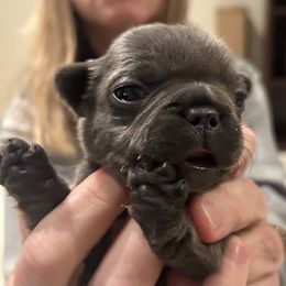 Blue - Blue female French Bulldog puppy in Colbert, Washington from Casey Sparber's French Bulldogs