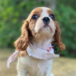 Jasper - Blenheim male Cavalier King Charles Spaniel puppy in Crawford, Tennessee from Lilly Lane Spaniels