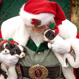 Cavalier King Charles Spaniel Puppies from Peaceful Promise Cavaliers