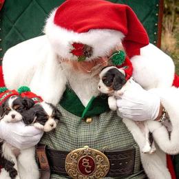 Cavalier King Charles Spaniel Puppies from Peaceful Promise Cavaliers