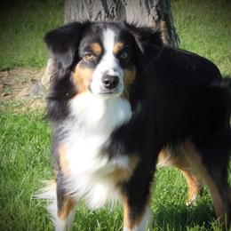 Kamo - Miniature American Shepherd