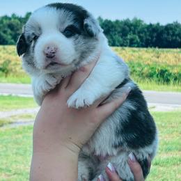 Wrangler - Blue merle and white male Cardigan Welsh Corgi puppy in Kerens, West Virginia from Leather & Lace