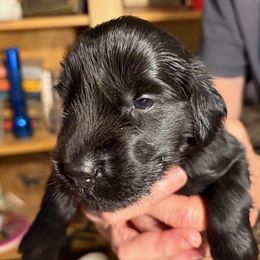 Quartz - Black male Flat-Coated Retriever puppy in Saxapahaw, North Carolina from Banquo