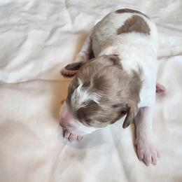 Girl 1 - Merle female Cavapoo puppy in Junction, Utah from City Creek Cavapoos